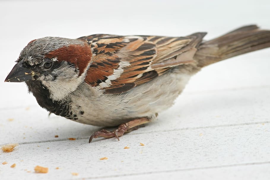close-up photography, eurasian tree sparrow, house sparrow, sparrow, passer domesticus, bird, sperling, nature, animal world, plumage