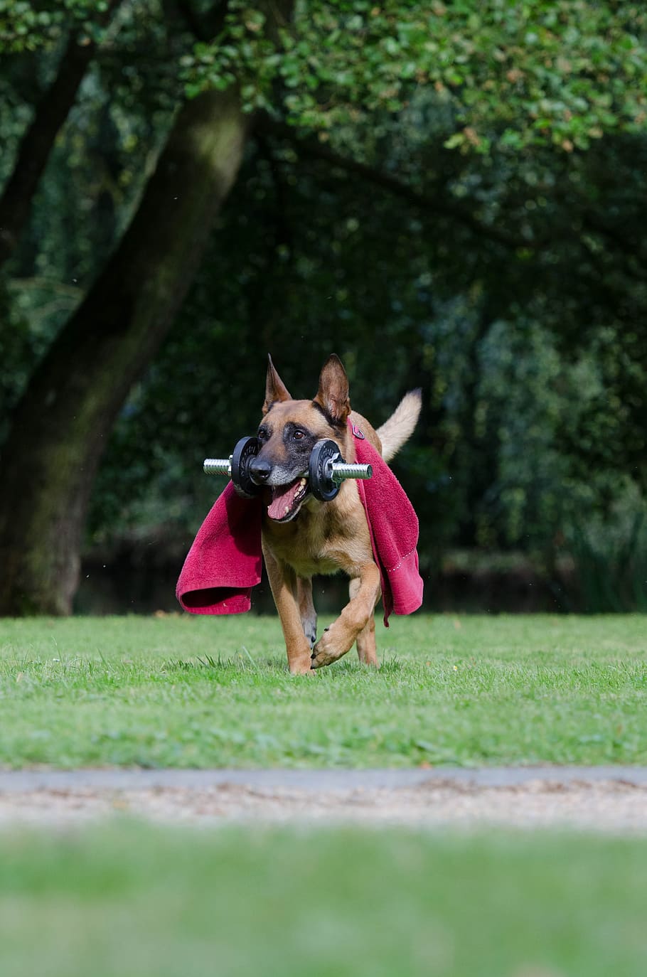 Dog Trick, Malinois, truco, truco de exposición canina, trucos para perros, perro pastor belga, fitness, perro, mascotas, un animal