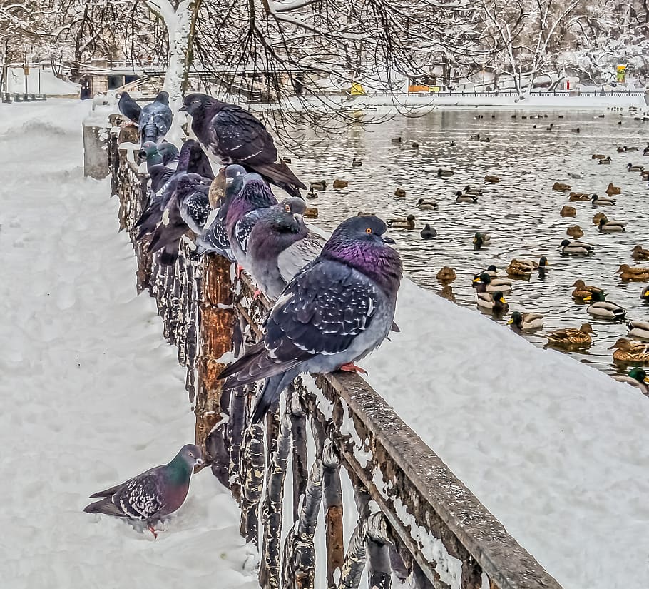 bird, winter, pen, snow, nature, coldly, dove, living nature, park, cold temperature