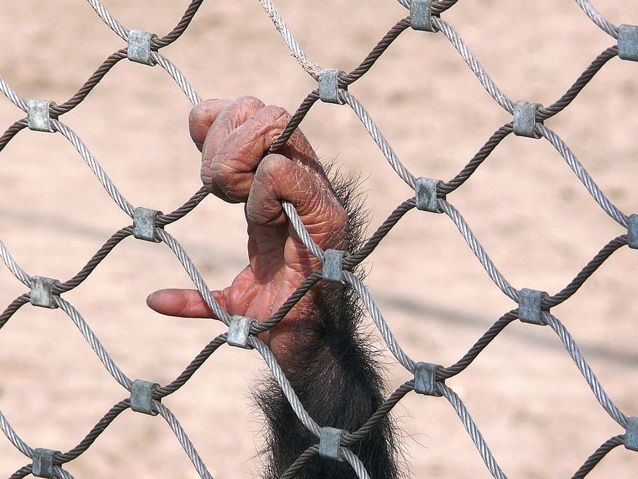 monkey, chimpanzee, bondage, fencing, prison, the closure of, wires, gauze, zoo, the hand
