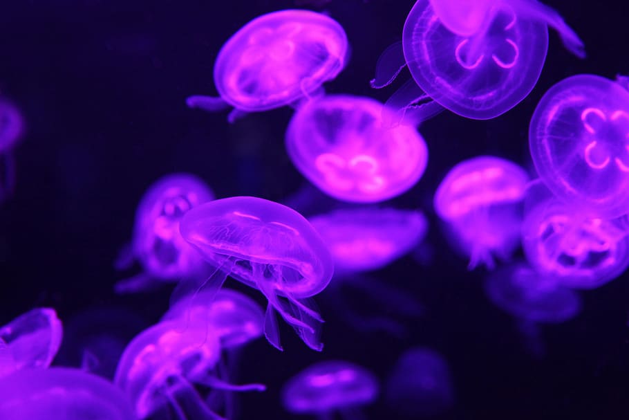 brillante, púrpura, gelatina, jaleas de mar, bajo el agua, mar, naturaleza, animal, criatura, transparente