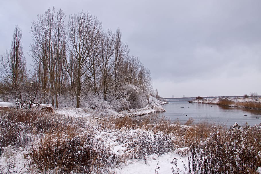 冬の風景, 冬, 雪, デンマーク, 白, 霜, アイスクリーム, 低木, 水, Å