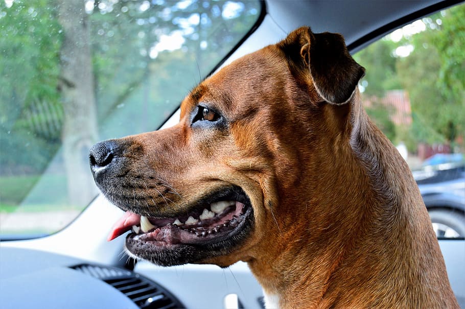 perro dentro del coche, perro, rottweiler, amstaff, raza mixta, mezcla, staffordshire americano, suecia, hermoso, bonito