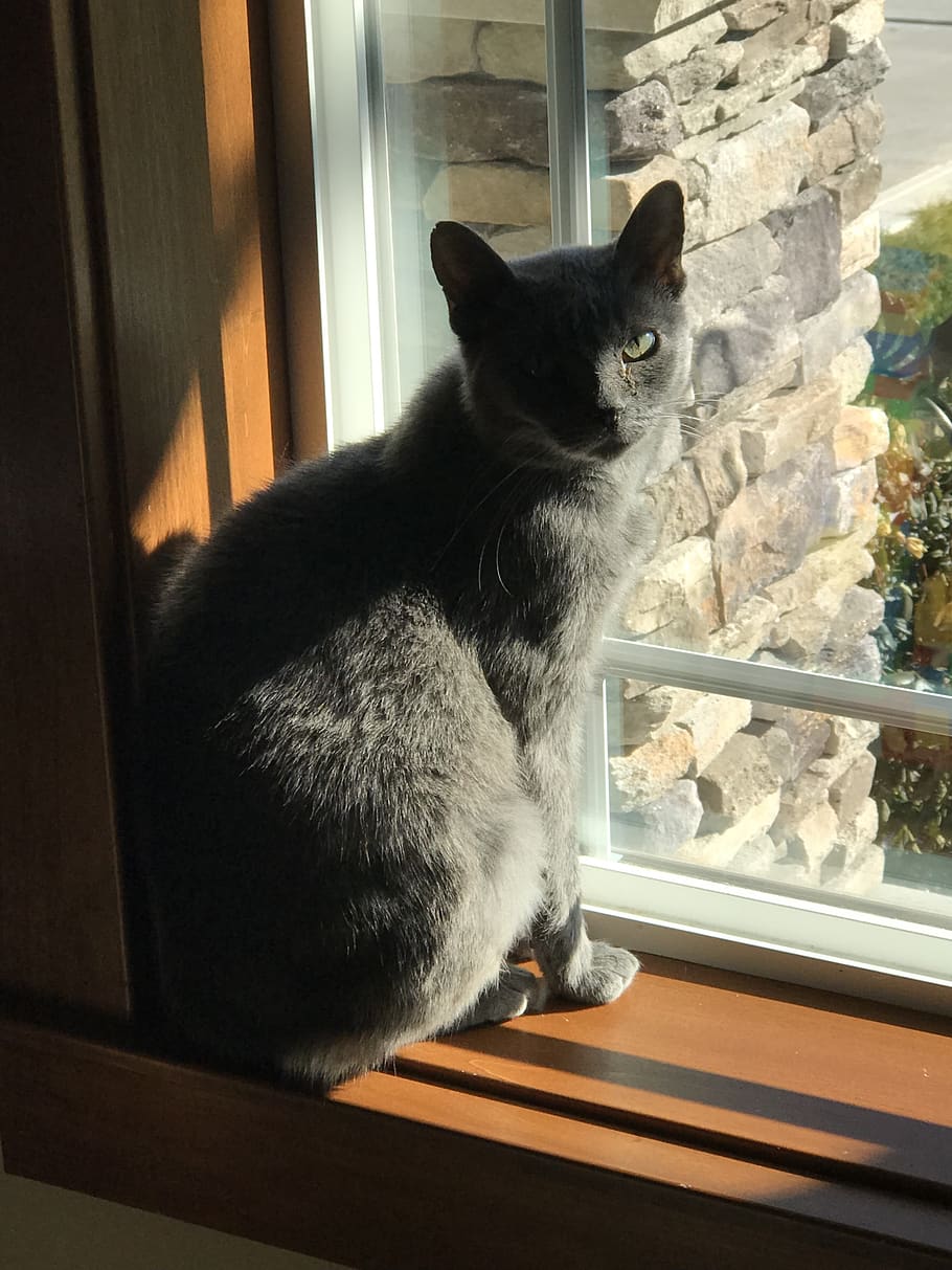 grey cat, cat, window, shadow, pets, domestic, domestic cat, domestic animals, feline, mammal