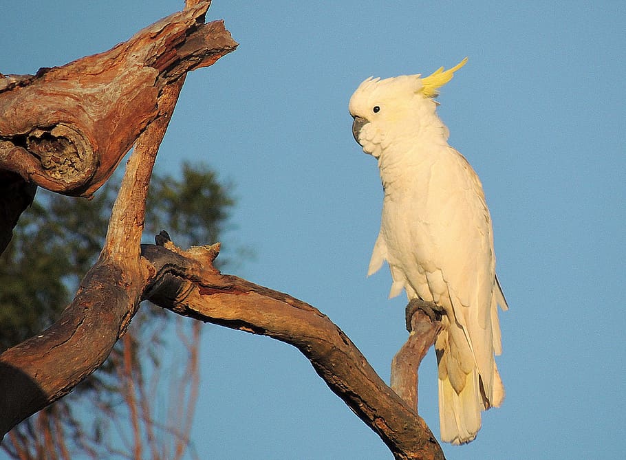 perched white parrot, Cockatoo, Bird, Australian, Native, australian native, sulphur-crested, wildlife, perch, branch