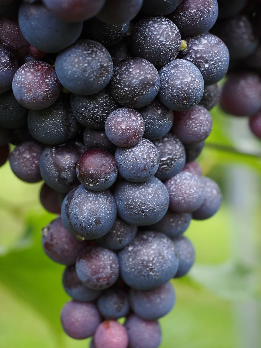 buah anggur, diinokulasi, semprot, pestisida, racun, produk perlindungan tanaman, anggur, buah, biru, polong