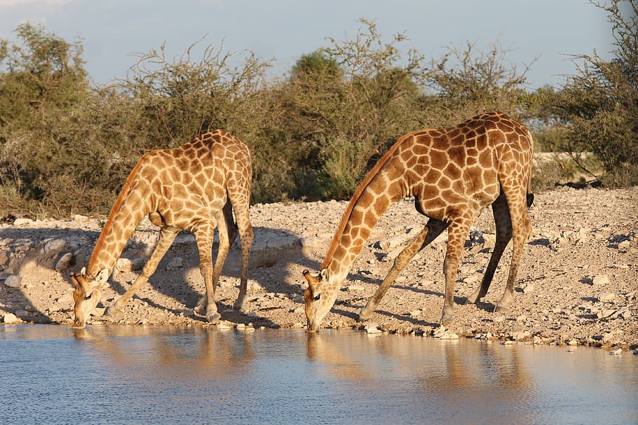 savannah, africa, safari, nature, animal, desert, giraffe, animals, animal wildlife, animal themes