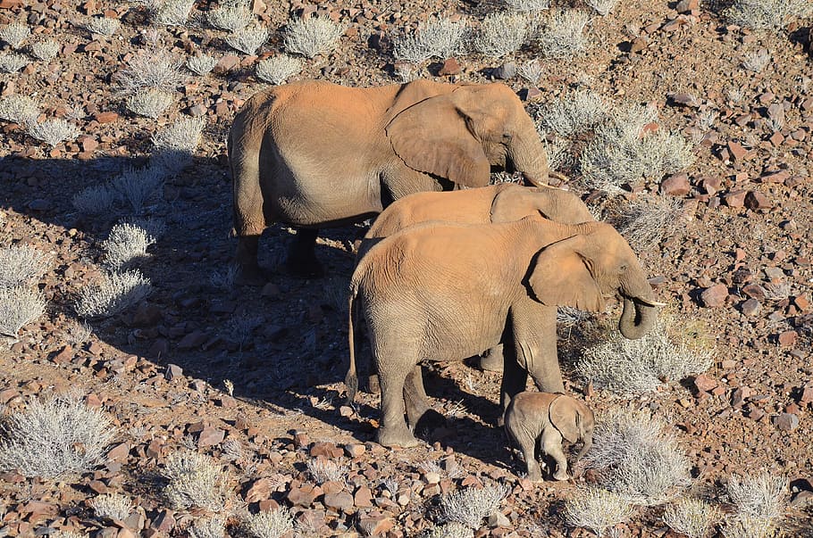 group, elephants, brown, soil, Elephant, Africa, Namibia, wild elephants, animals, elephant family