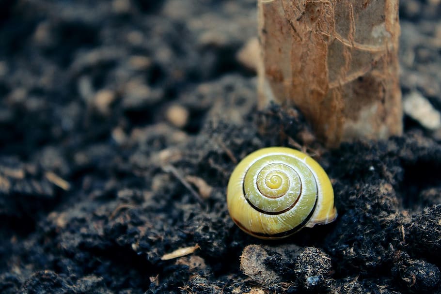 snail, shell, mollusk, close up, slowly, snail shell, nature, animal, vacancy, ground