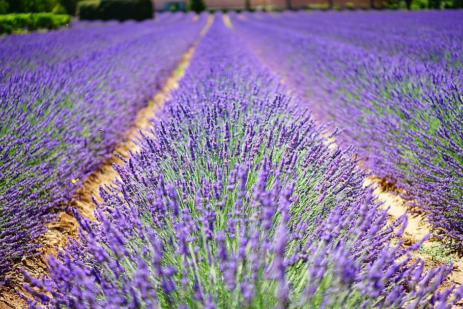 purple, green, grass field, lavender flowers, blue, flowers, dunkellia, violet, lavender, lavender field