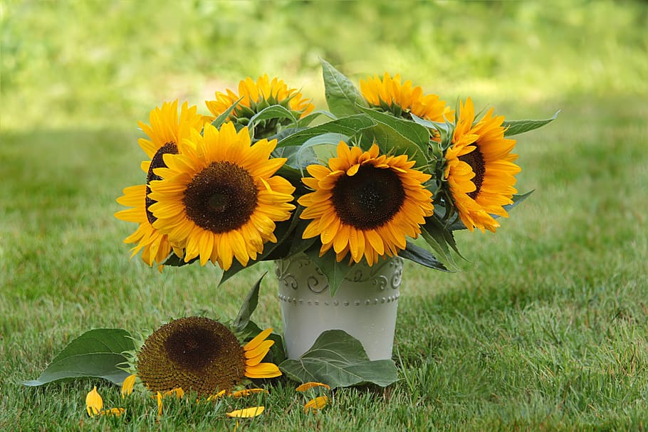 still life, flower, sunflower, helianthus annuus, bouquet, vase, standing, lying, summer, late summer