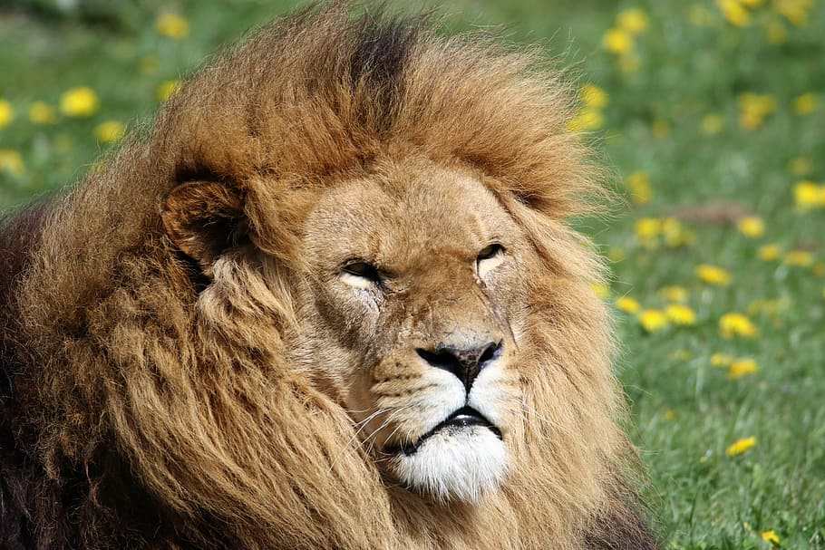 Fotografía de lente de cambio de inclinación, león adulto, diurno, león, melena, animal, vida silvestre, depredador, africano, cabeza