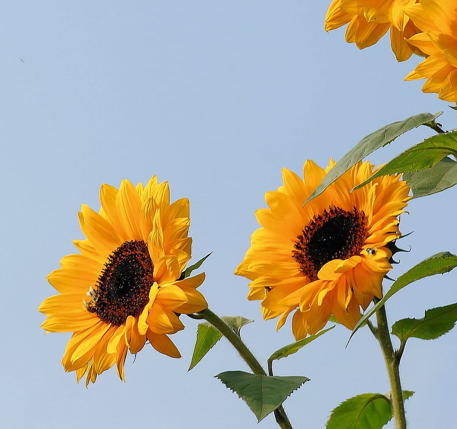 sunflower, flowers, yellow, plant, summer, flora, structure, bright, petals, helianthus