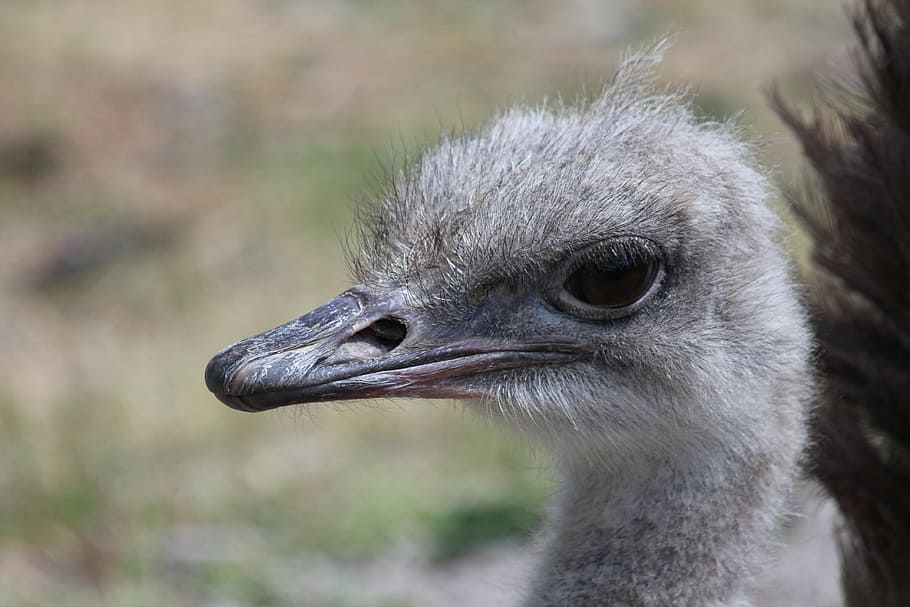 ostrich head, african ostrich, ostrich, bird, struthio camelus, zoo, animals, feathered race, head, eye