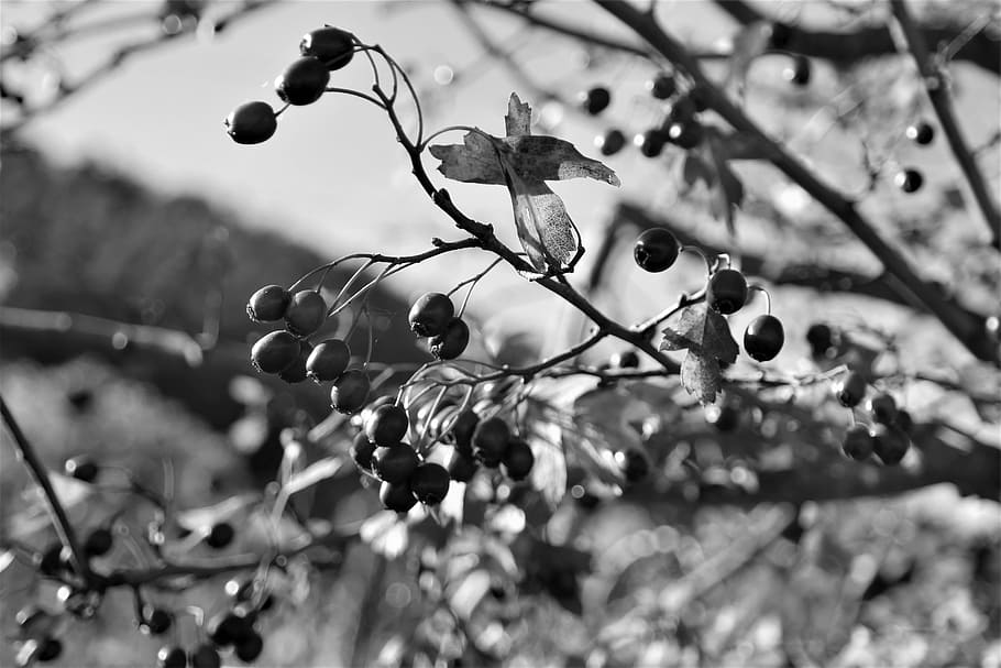 fruits, autumn, nature, barberry, plant, fruit, food and drink, food, healthy eating, growth