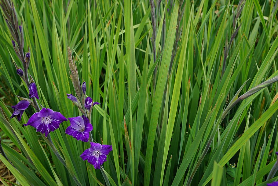 gladiolo, flores, púrpura, verde, hierba, hierba verde, hierba alta, campo, planta, crecimiento |  combustible