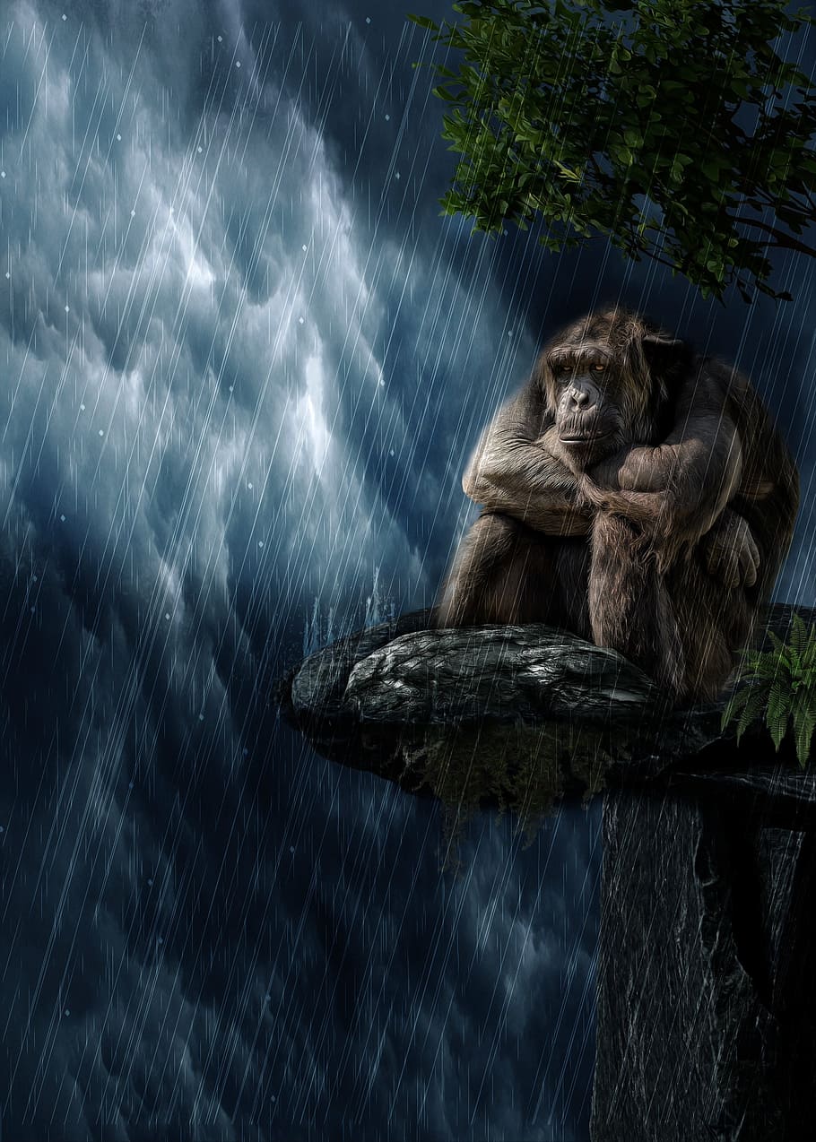 brown, gorilla, sitting, wooden, tree, rain wallpaper, rain, monkey, mammal, animal world