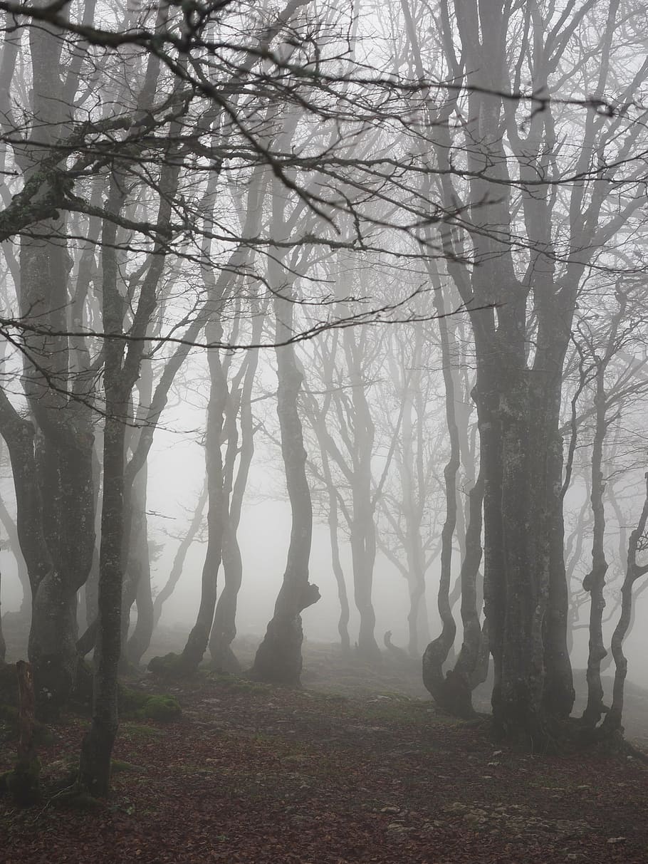 bare, trees, covered, fog, beech wood, forest, tree trunks, book, foggy, haunting