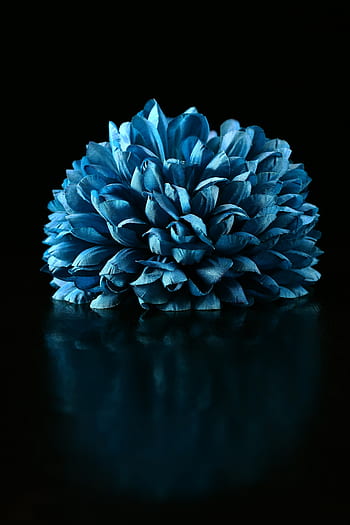 Fotos foto de hortensias azules libres de regalías | Pxfuel