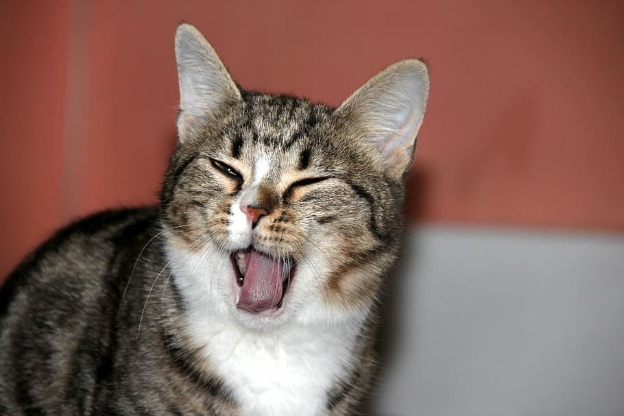 kitten, yawns, cute, blinked, pet, animals, cat, closeup, striped, pets