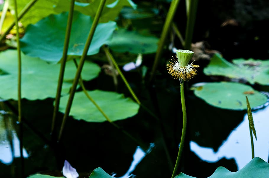 suzhou, jardín de inicio, espino, hoja de loto, raíz de loto, verde, loto salvaje, planta, flor, planta floreciendo