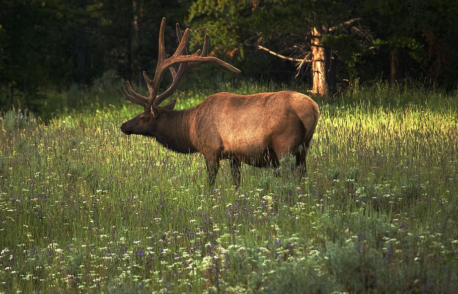 elk, wildlife, animal, yellowstone, male, meadow, horns, antlers, stag, wilderness