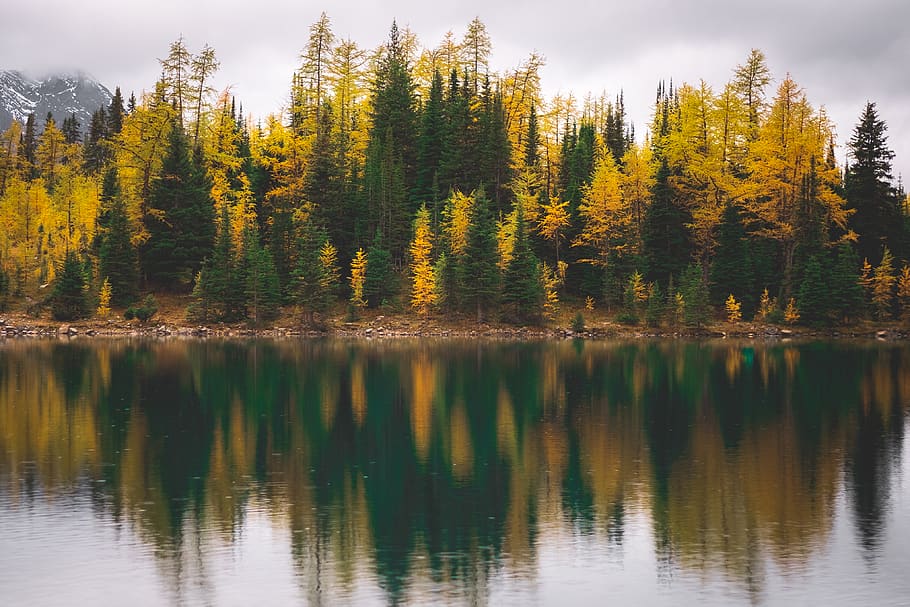 musim gugur, dedaunan, refleksi, air, alam, di luar ruangan, awan, lingkungan, iklim, pohon