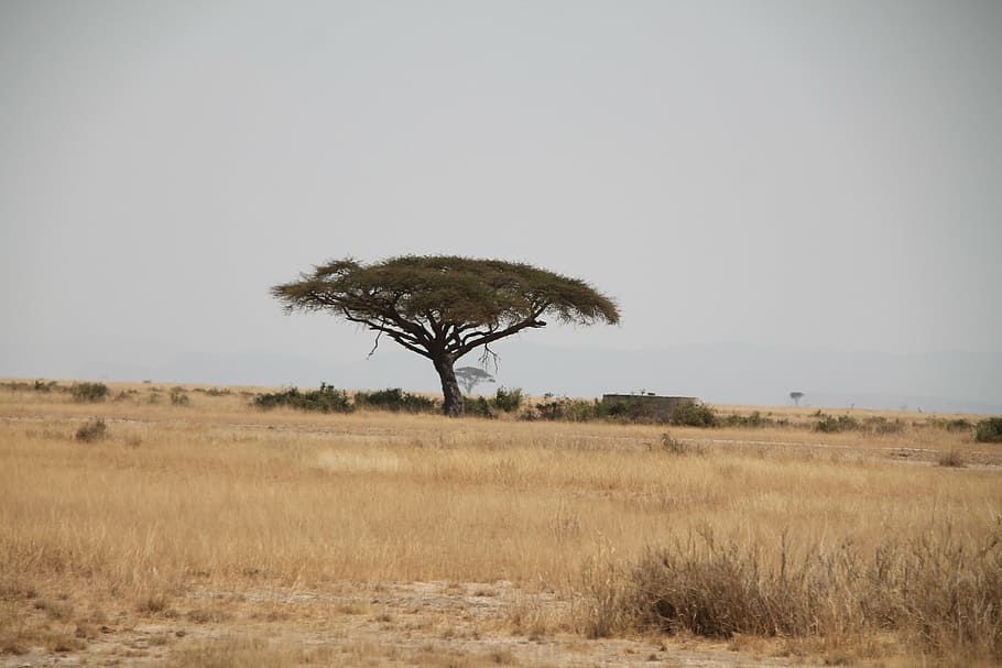 verde, árbol, marrón, campo de hierba, durante el día, África, Kenia, safari, vida silvestre, Tanzania
