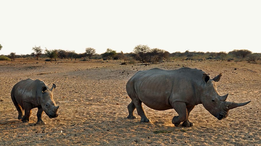 two rhinos, rhino, rhino baby, africa, namibia, nature, dry, national park, animal, pachyderm