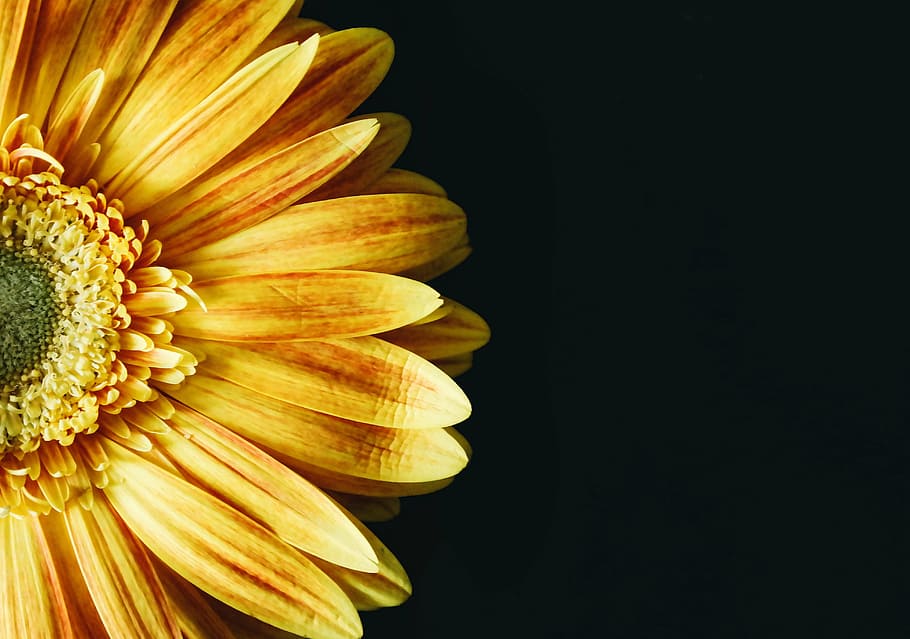 naranja, flor de la margarita de gerbera, fotografía de primer plano, flor, amarillo, pétalo, florecer, jardín, planta, naturaleza