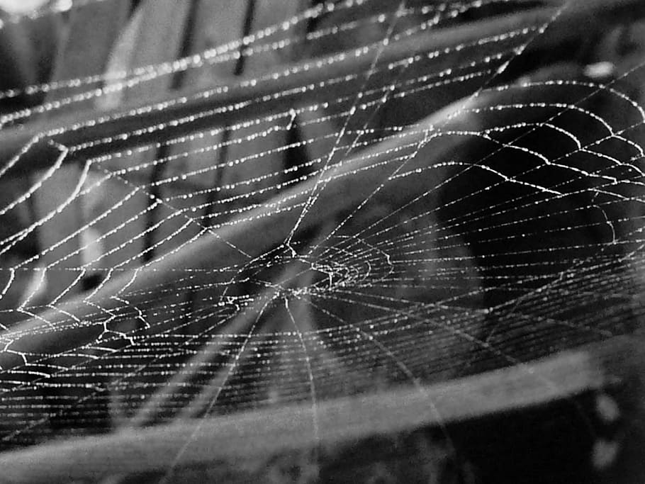 cobweb, spider web, spider, web, spiderweb, black, white, nature, trap, insect