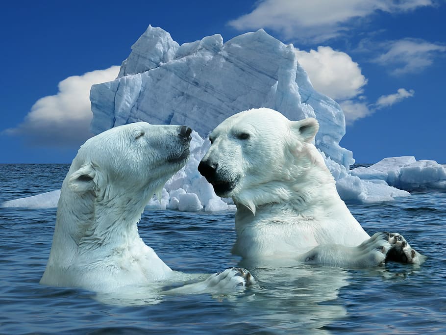 dua, kutub, beruang, berenang, gunung es, siang hari, alam, beruang kutub, hewan, predator