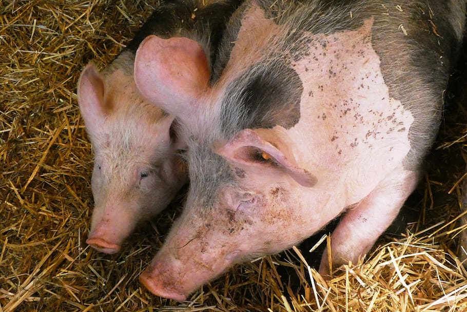pigs, petting, mammals, farm, agriculture, farm animals, pink, mammal, piglet, countryside