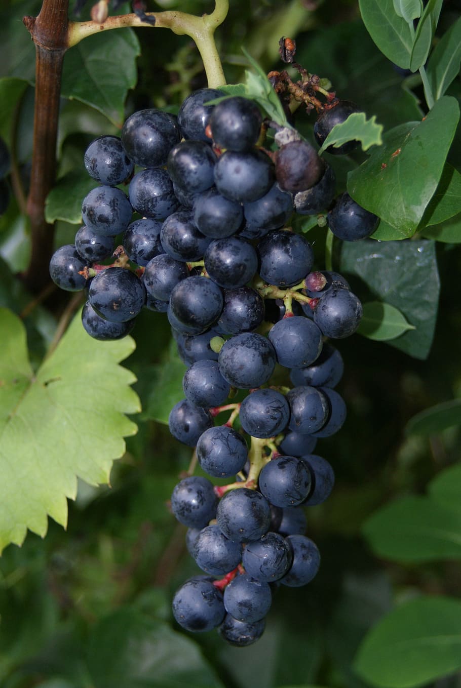 Anggur, merah, anggur merah, anggur biru, buah, makanan dan minuman, pertanian, ikat, tanaman, makan sehat