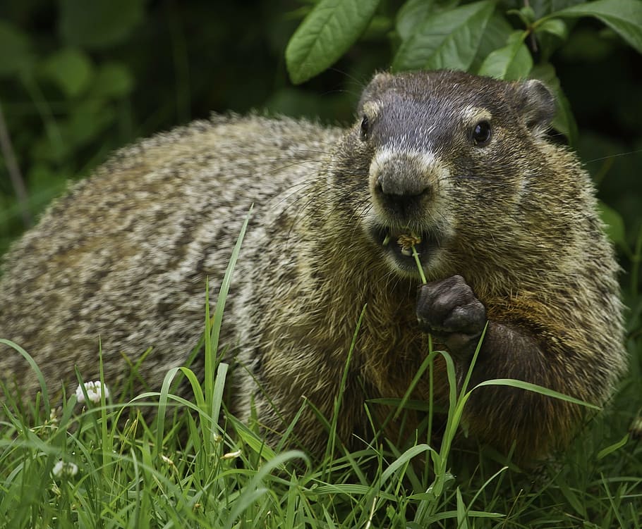 brown rodent, groundhog, wildlife, nature, rodent, fur, ground, grass, furry, eating