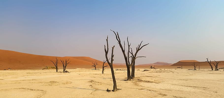 裸木, 砂漠, 穏やかな, 空, アフリカ, ナミビア, 風景, ナミブ砂漠, 砂丘, 乾燥した