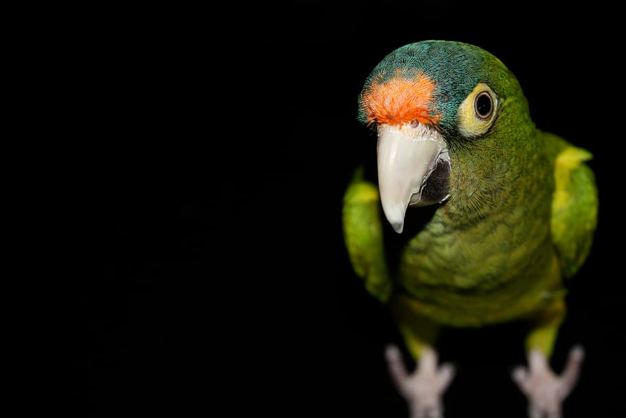 de cerca, fotografía, verde, pájaro, Fotografía de primer plano, pájaro verde, loro, animal, mascotas, vertebrado