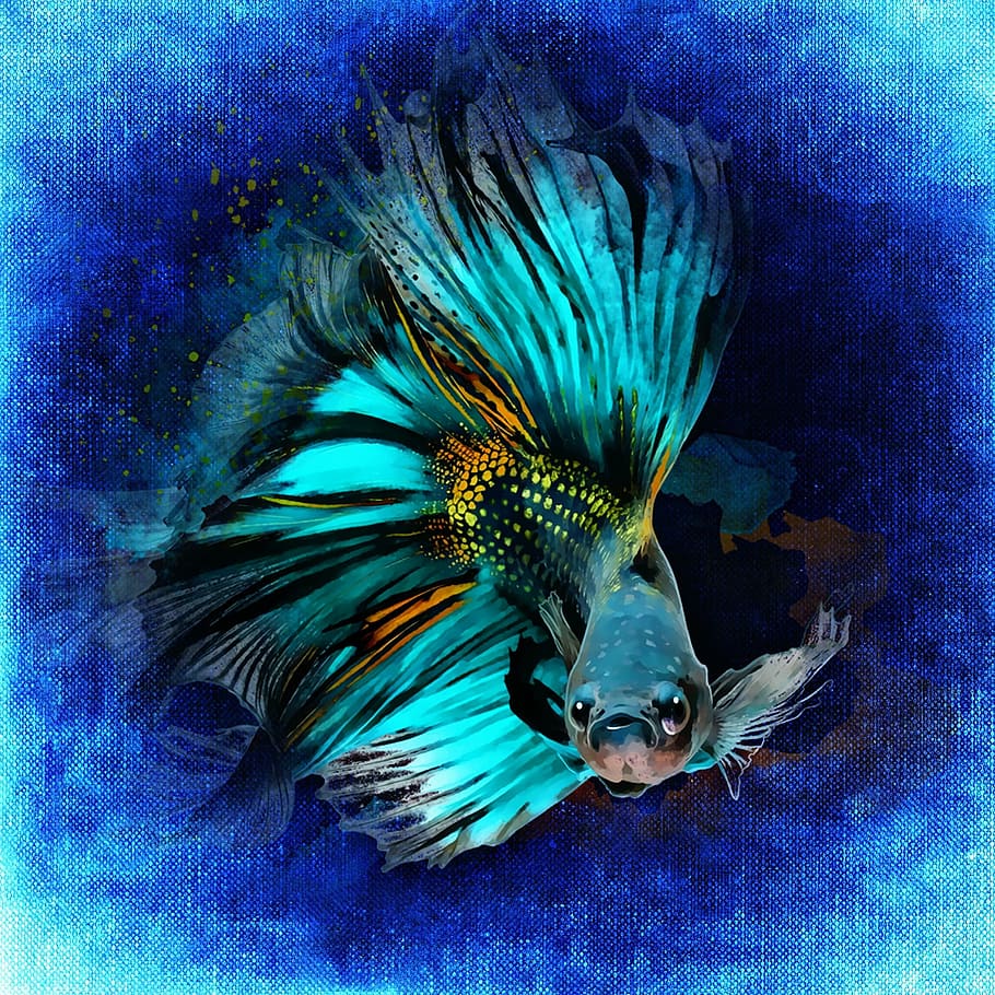 ilustrasi ikan koi biru-dan-hitam, ilustrasi ikan biru, ikan koi, ilustrasi, ikan, bawah air, akuarium, berenang, abstrak, berwarna-warni