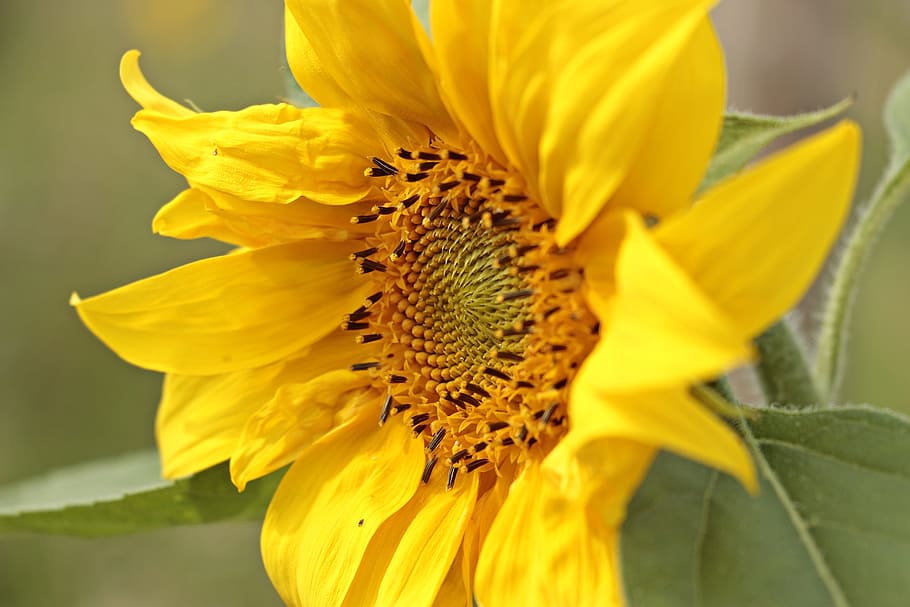 bunga matahari, fotografi potret makro, helianthus, bunga matahari kecil, bunga, mekar, kuning, bunga kuning, musim panas, bunga musim gugur