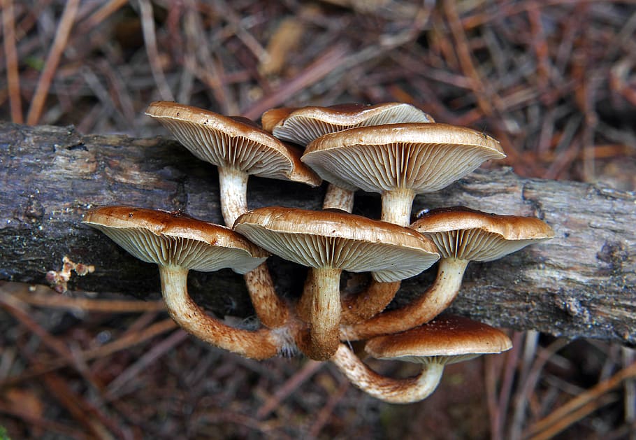 Sulphur tuft, Hypholoma fasciculare, macro, photography, mushrooms, mushroom, fungus, close-up, growth, vegetable