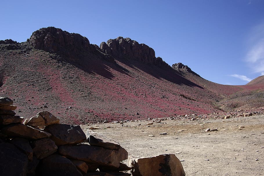 algeria, desert, sahara, assekrem, hoggar, erosion, flowers, rock, rock - object, solid