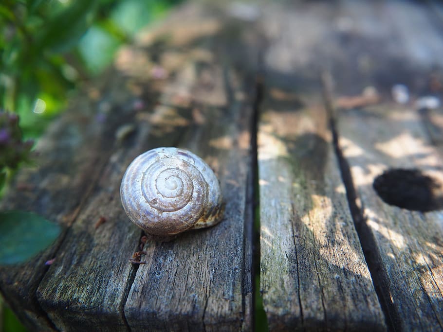 shell, spiral, garden, nature, housing, wood, background, greeting card, gastropod, mollusk