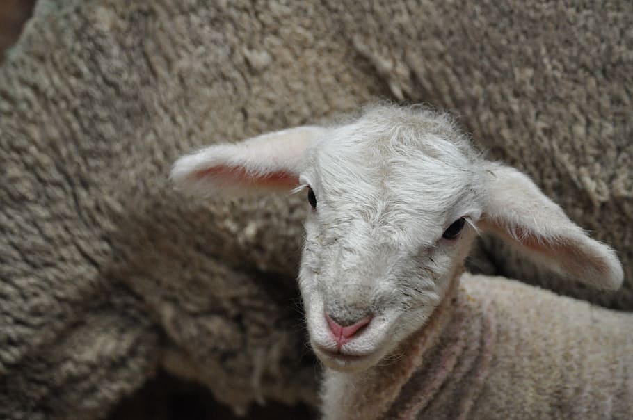子羊, 羊, 赤ちゃん, かわいい, 農場, 哺乳類, 家畜, 屋外, 農村, 牧場