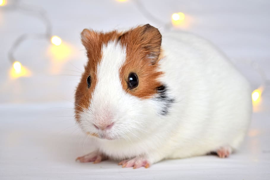 brown, white, guinea pig, closeup, photography, closeup photography, guineapig, pig, guinea, small