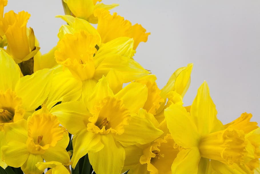 黄色の花, 水仙pseudonarcissus, 水仙, 花束, ostergloeckchen, 開花時間, イースター, 誤った水仙, トランペット水仙, 水仙属