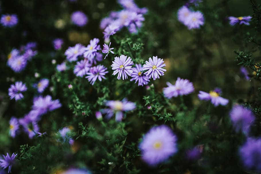 closeup, flowers, flora, meadow, violet, Purple, close-ups, flowering plant, flower, freshness
