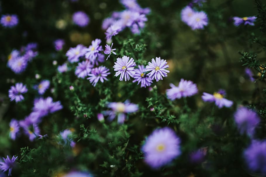 close-up bunga ungu, Ungu, bunga, close-up, closeup, flora, padang rumput, violet, alam, tanaman