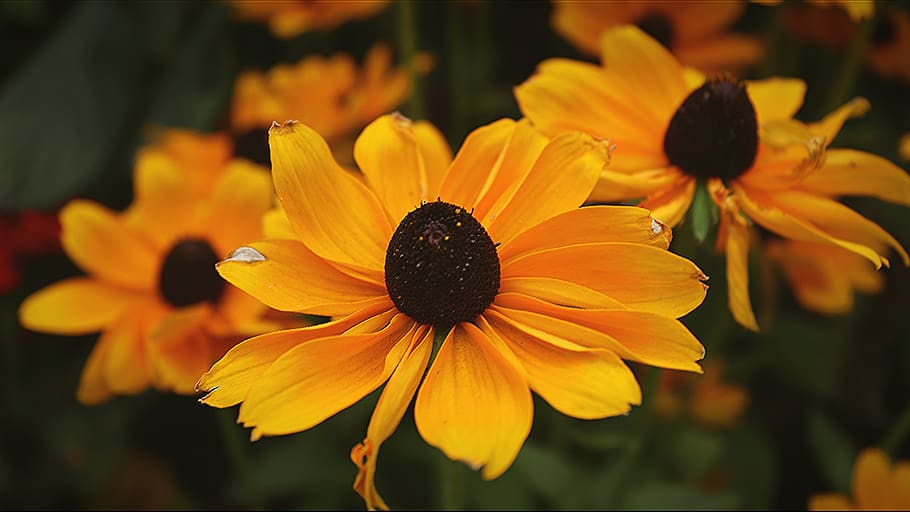 coneflower plant, coneflower flower, echinacea, yellow flowers, sunflower, flora, yellow, bright, good mood, happy