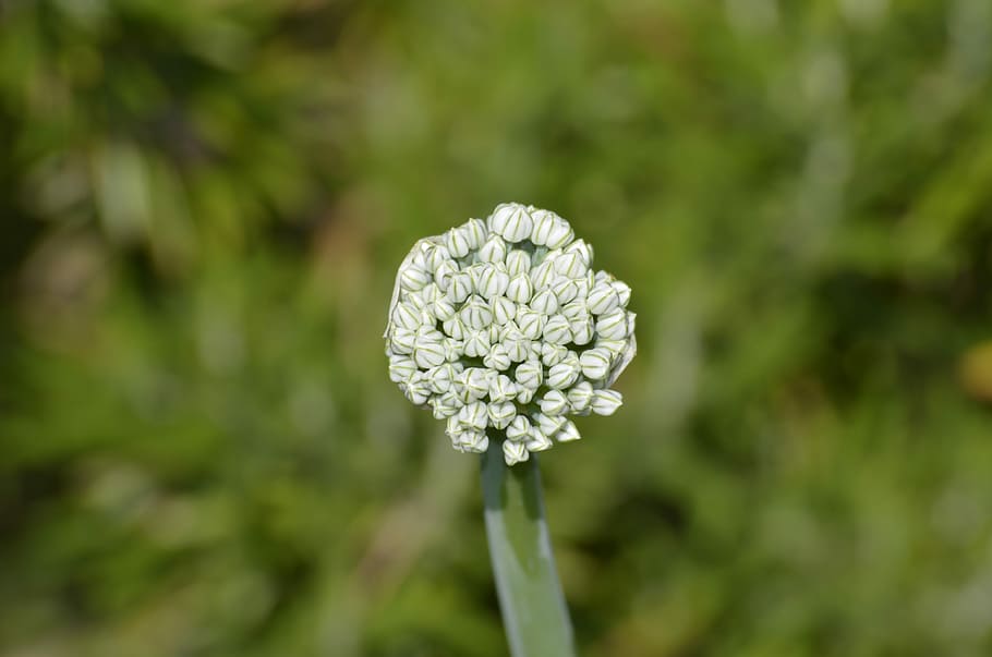 Flor De Cebolla Brote Jardin Primavera Cebolla Flor Floracion Planta Floreciendo Planta Frescura Pxfuel