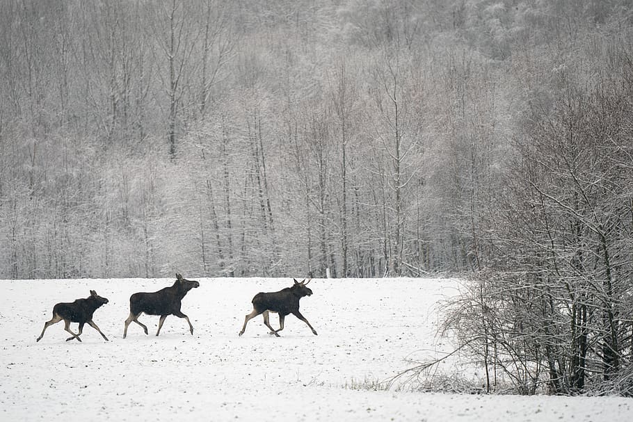 moose, winter, male, female, null, cow, calf, family, walk, snow